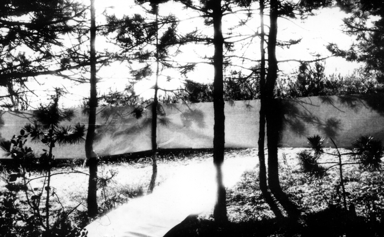 Pécsi Műhely: Világoskék papírtekercs, fák között kifeszülve, 1970. november 15., ezüst zselatin nyomat, 65,5 x 100 cm, a Paksi Képtár gyűjteményébőlPécs Workshop: Light-blue Paper Roll Span in between Trees, November 15, 1970, gelatin silver print, 65.5 x 100 cm, courtesy of the Paksi Képtár Paper_Roll