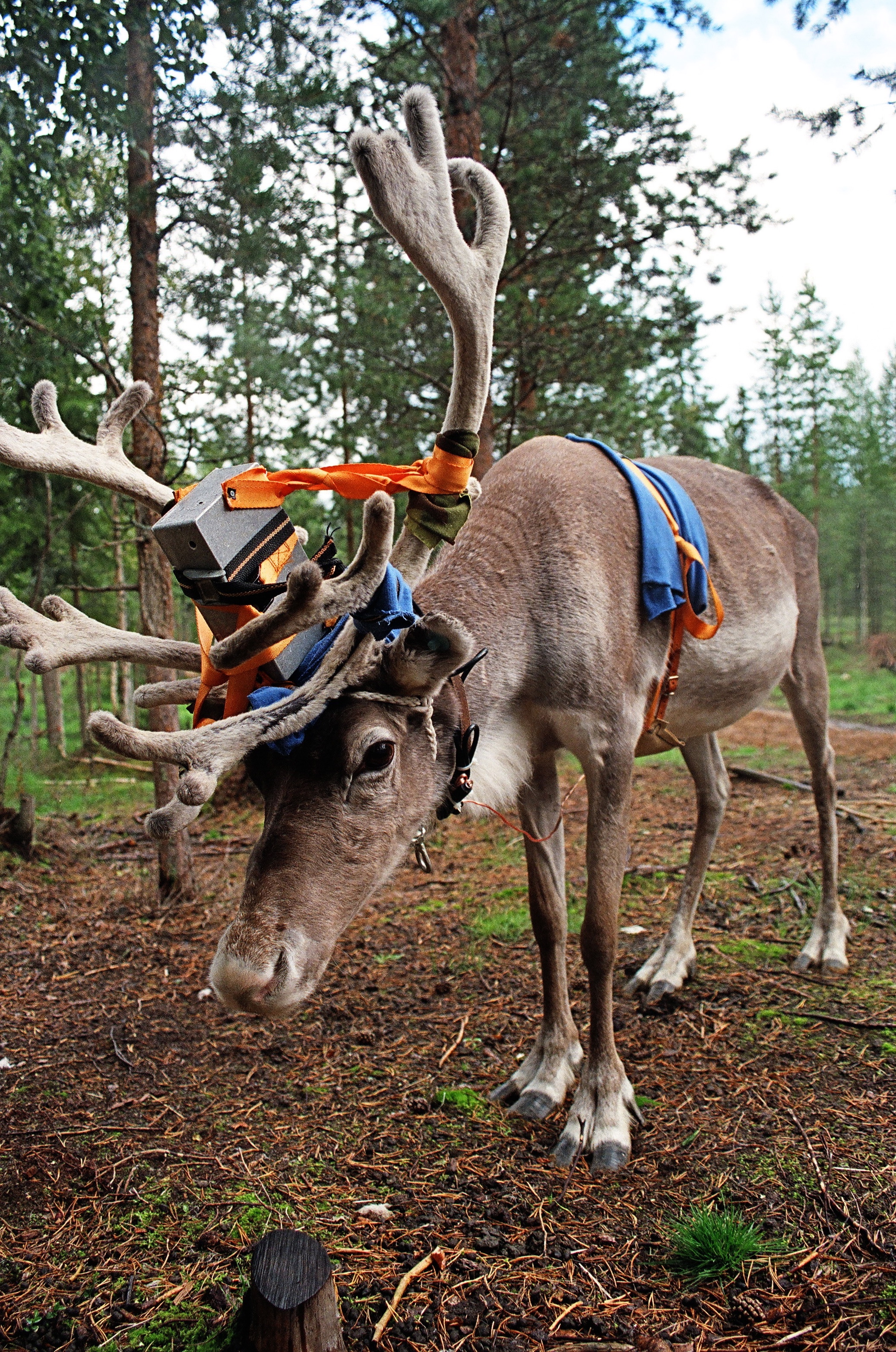 Tea Mäkipää Petteri: Életem rénszarvasként /Petteri, My Life as a Reindeer, 2008Videó / Video20 perc / minutesA művész jóvoltából / Courtesy the artist Arctic Hysteria