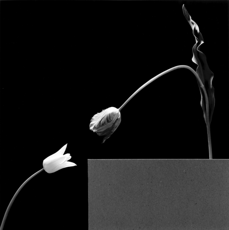 Robert Mapplethorpe: Két tulipán / Two Tulips, 1984