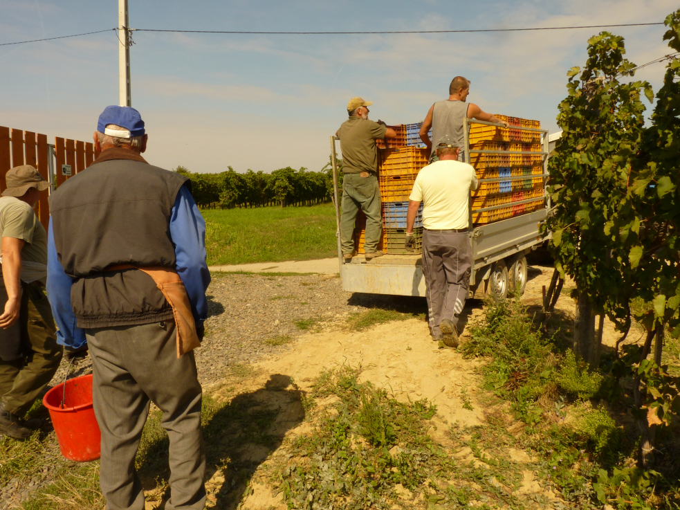 „Szeretek gazda lenni, az is szeretnék maradni”  Fotó: Kallós Viola