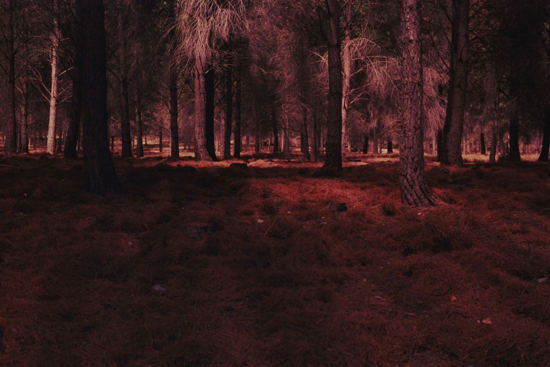 Rafael Y. Herman: Artificialis Revera, 2010, chromogenic, 180 x 270 cm