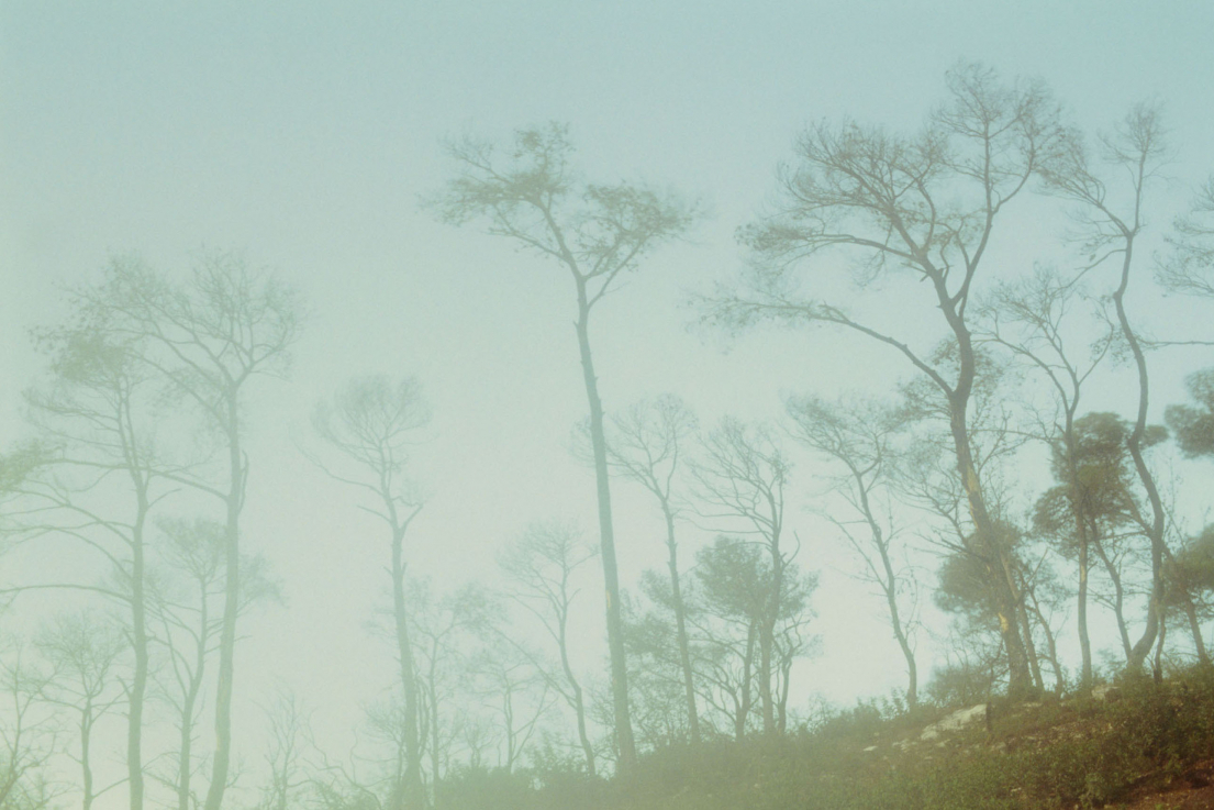 Rafael Y. Herman: Carmel V. 2011, chromogenic 180 x 270 cm