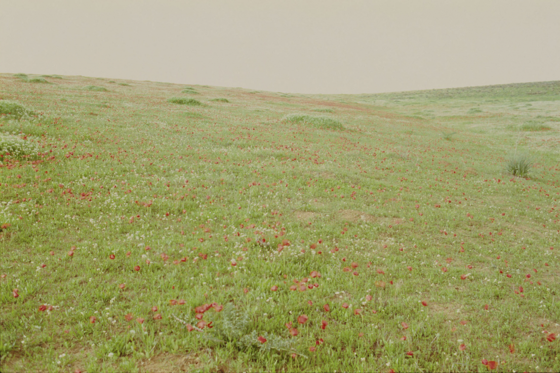 Rafael Y. Herman: Carmina Flos 201x180 x 270 cm, chromogenic