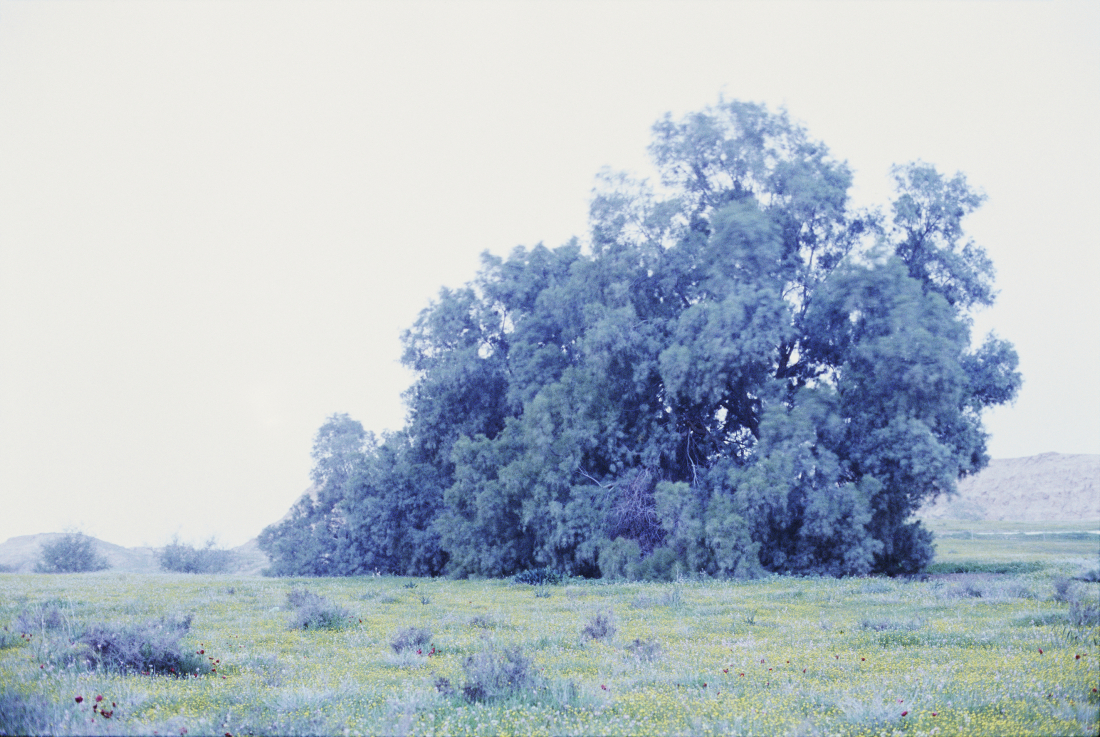 Rafael Y. Herman: Felix Taeda II., 2014, 180 x 270 cm chromogenic