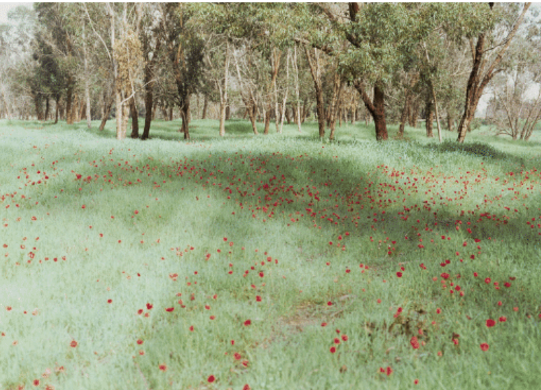 Rafael Y. Herman: Somnum Rubrum, 2012, chromogenic 180 x 244 cm