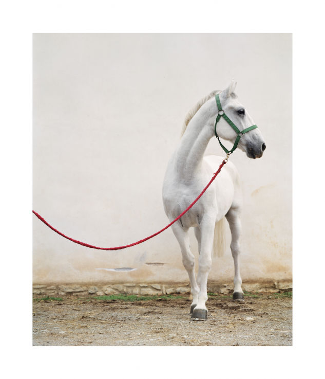 610 Mestoso Steaka XIX., 2009 tintasugaras nyomat | inkjet print,  1500 x 1750 mm