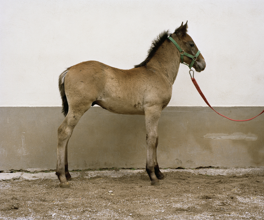 614 Conversano Monteaura XXXI., 2009   tintasugaras nyomat | inkjet print, 1500 x 1750 mm