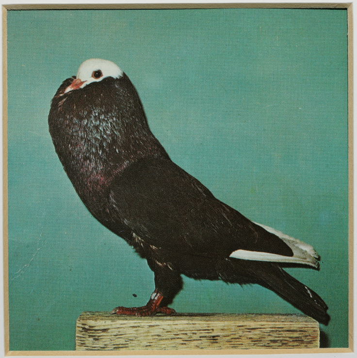 Petra Feriancova, Series Creator – From the Archive of O.Ferianc, New Breeds 1949-1952, 2008, detail