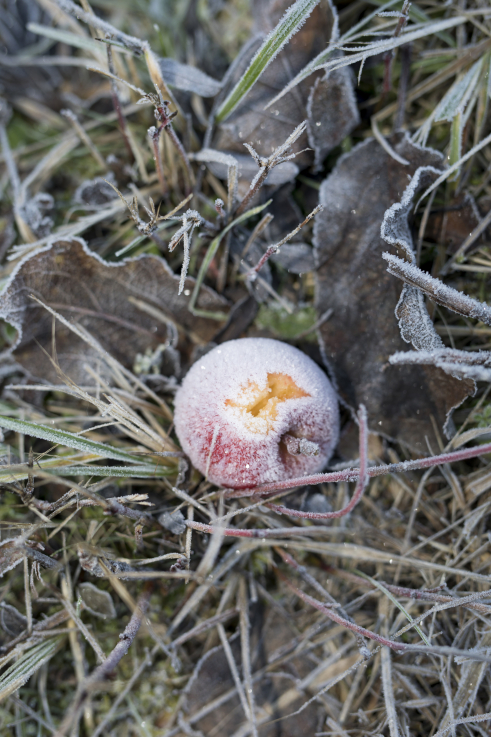 Előhívás | NEOGRÁDY-KISS Barnabás  Untitled 24 - giclée print, 50x33 cm Solitude projekt | 2020, Stuttgart / Akademie Schloss Solitude  © Neogrády-Kiss Barnabás