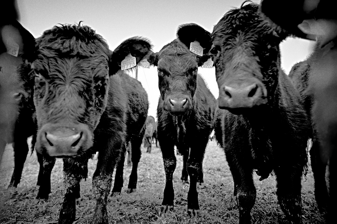Till Brönner: Tehenek, Galícia, Spanyolország | Cattle, Galicia, Spain, 2024; A művész jóvoltából | Courtesy of the artist