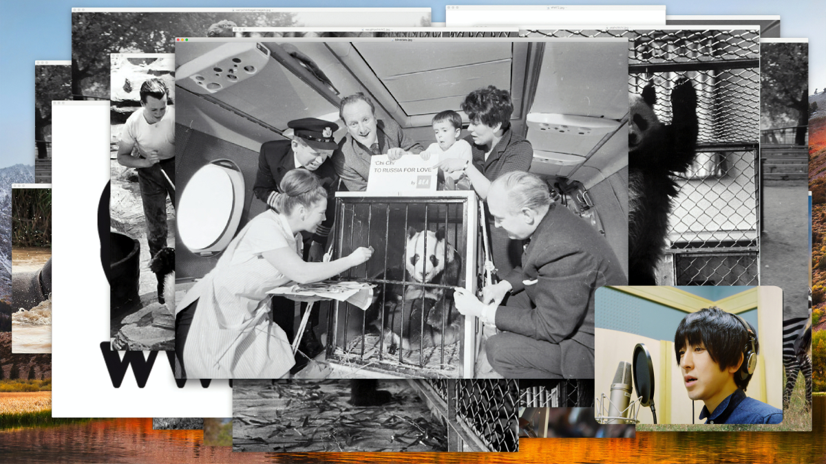 HSU Chia-Wei: Fekete-fehér – Óriáspanda | Black and White – Giant Panda 2018 ötcsatornás videóinstalláció | five-channel video installation 52’48” © the artist